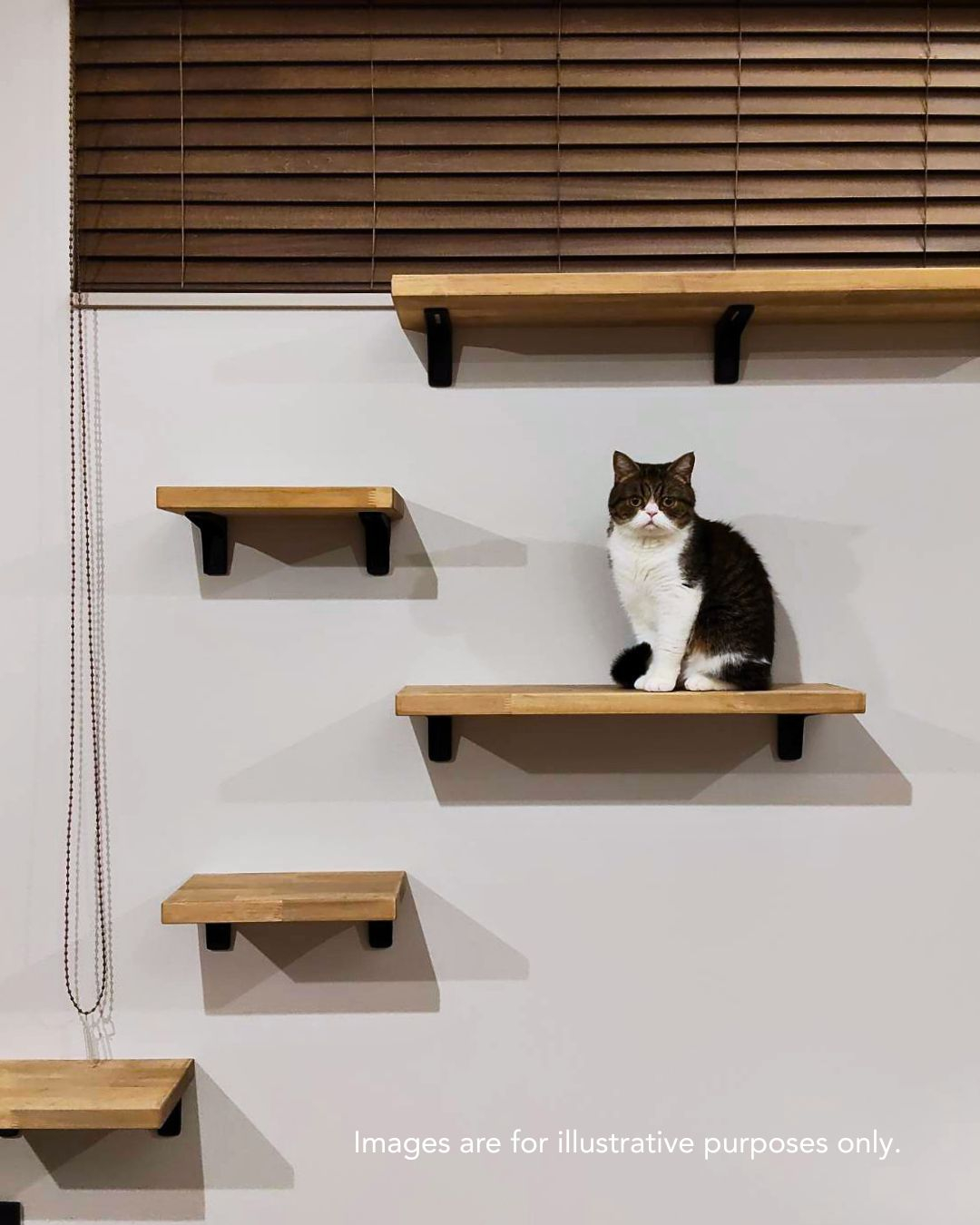 キャット.jpg